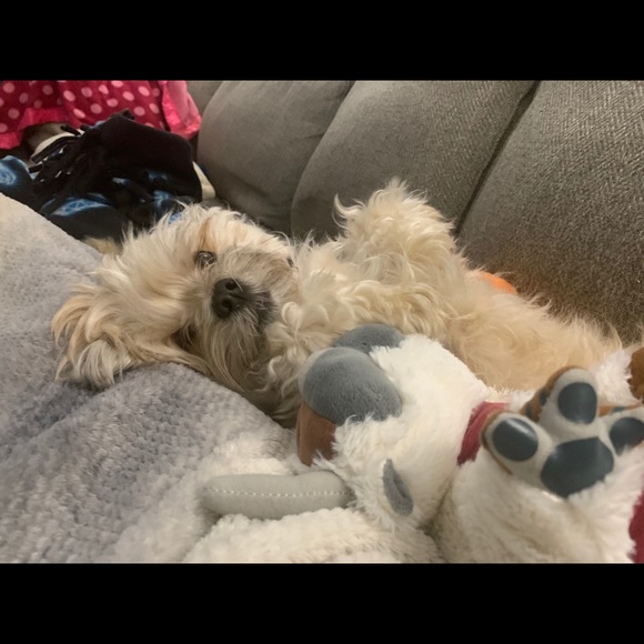 Meet your Posher, Genevieve - Picture 1 of 1